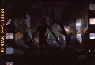 Rex tremandae, 1995 - Exposition photographique